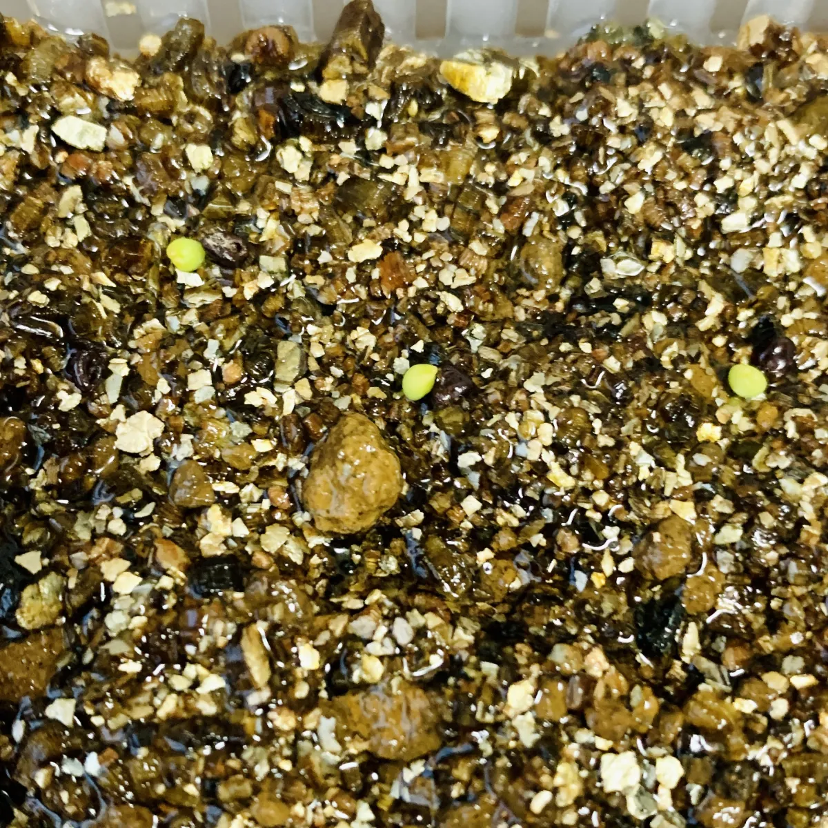 Astrophytum asterias var. nudum (アストロフィツム 瑠璃兜)
