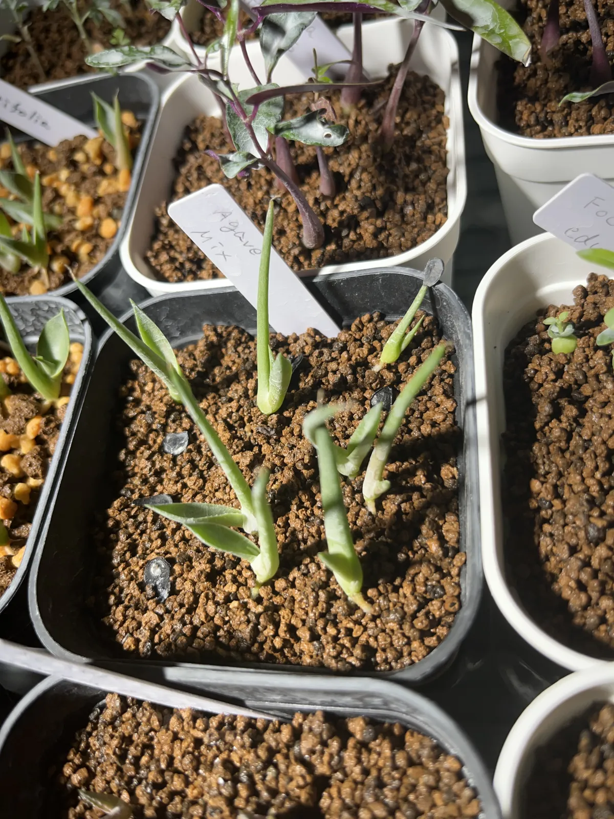 Agave Mix (アガベ ミックス)