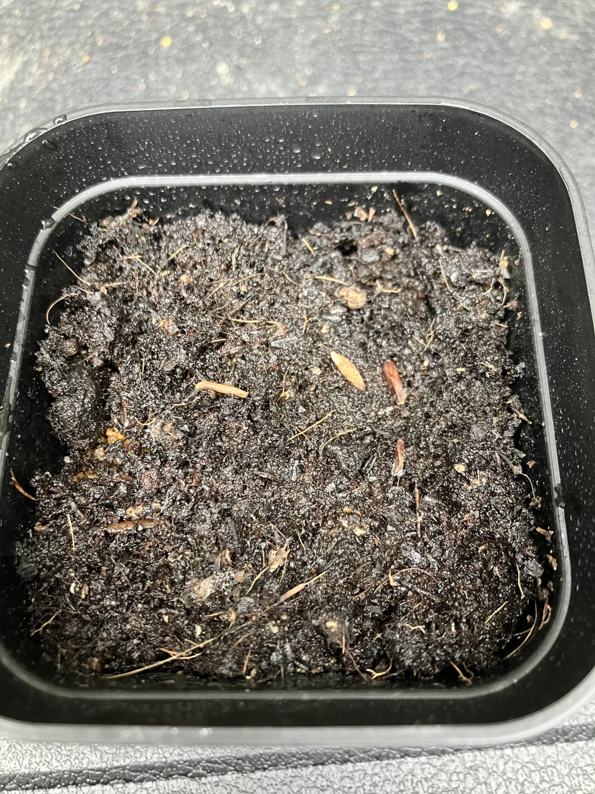 Pachypodium rosulatum var. gracilius ([無料種子] 発芽難 パキポディウム グラキリス　)