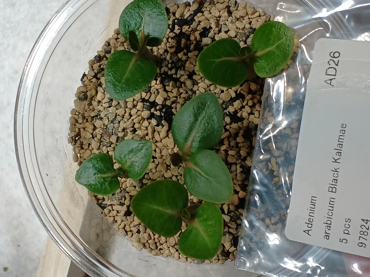 Adenium arabicum Black Kalamae (アデニウム ブラックカラマエ)