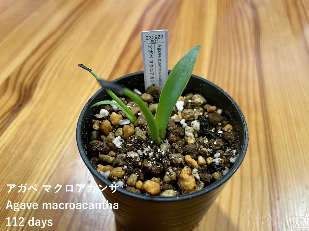 Agave macroacantha (アガベ マクロアカンサ)