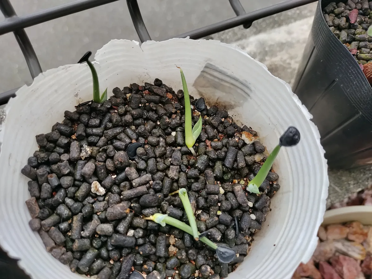 Agave parryi huachucensis Wakefield (アガベ パリー ウェイクフィールド)
