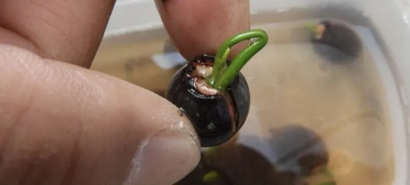 Nelumbo nucifera (ハス ヌキフェラ ブルー)