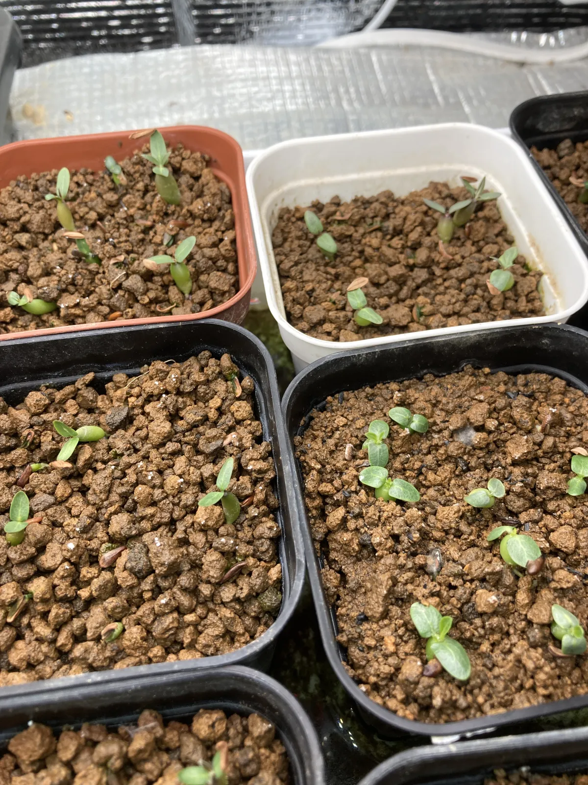 Pachypodium rosulatum ssp. rosulatum (パキポディウム ロスラーツム)