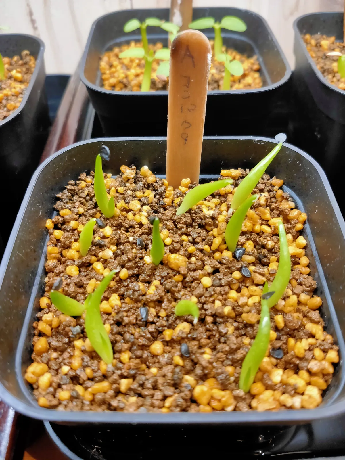 Agave victoriae-reginae ssp. swobodae (アガベ ビクトリアレジーナ スワボダエ)