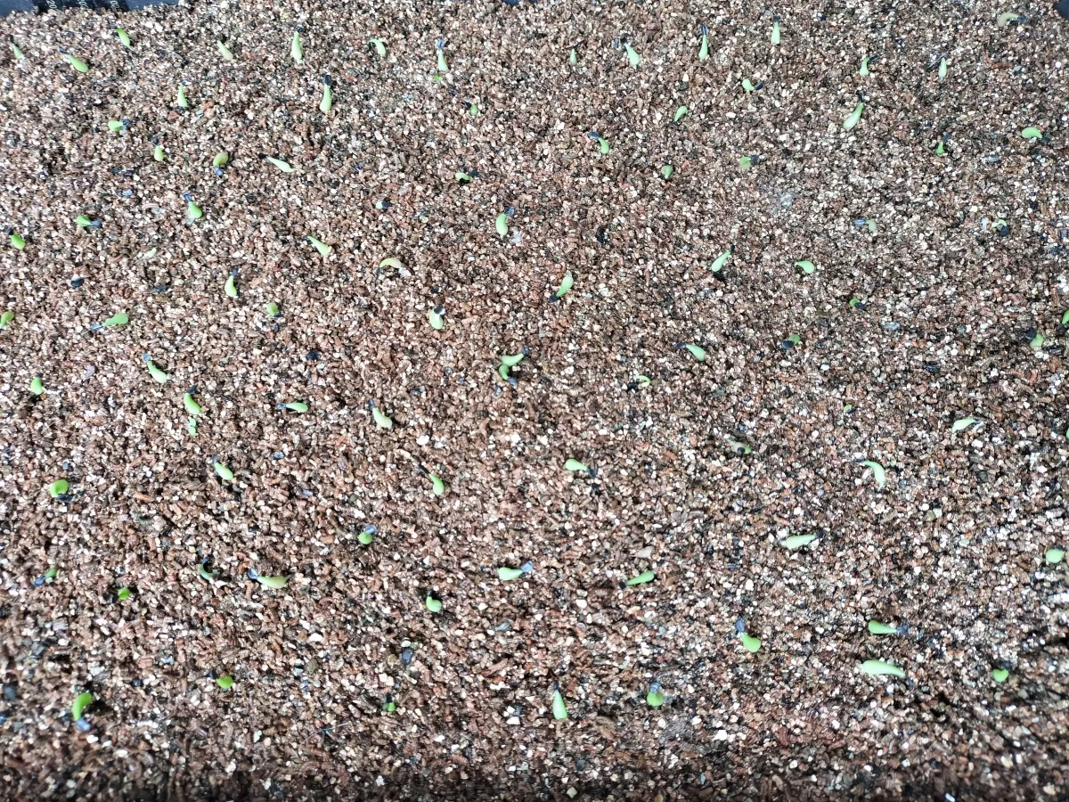 Agave oteroi Lot. (アガベ オテロイ)