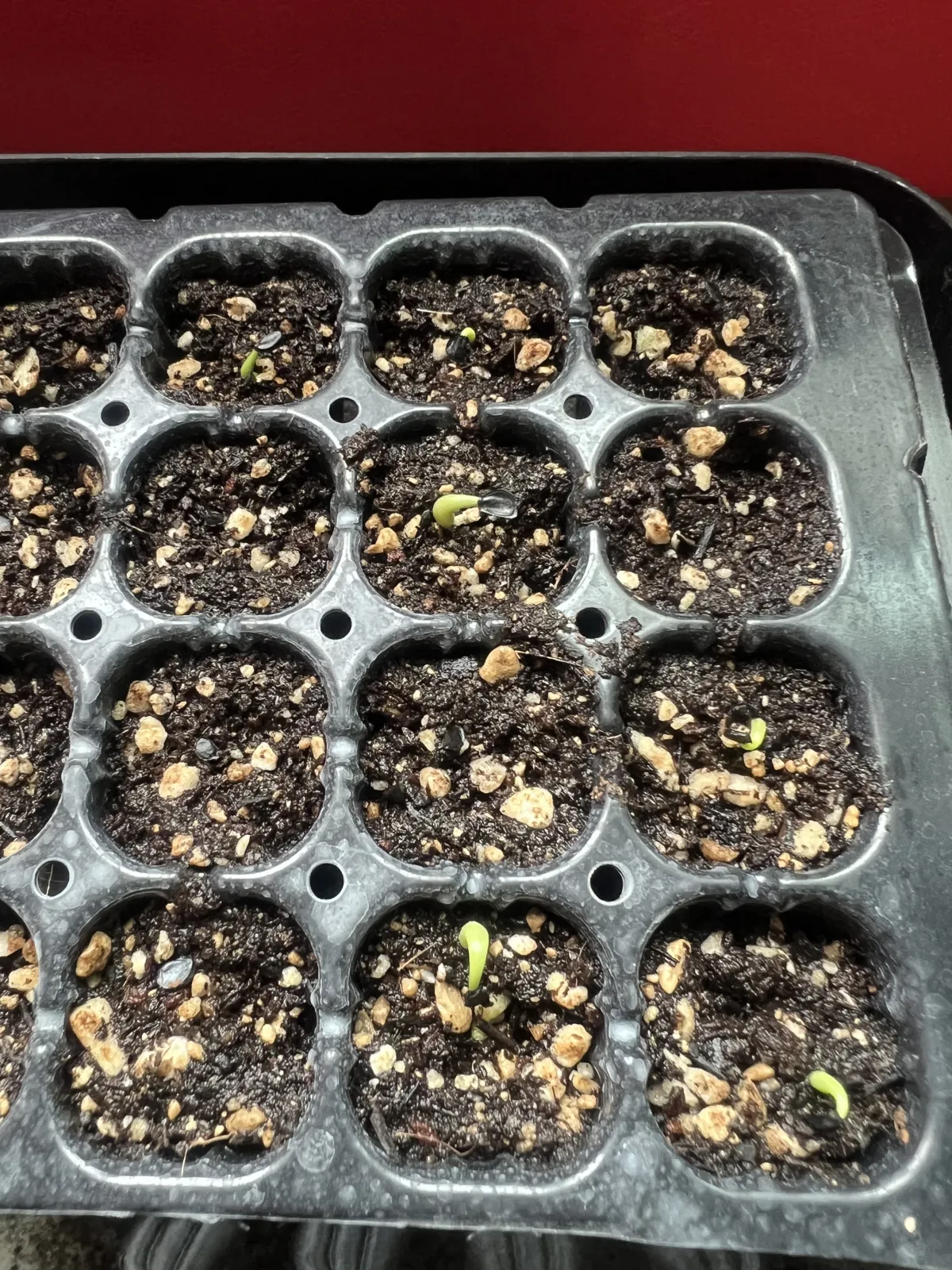 Agave titanota Blue Lot. (アガベ チタノタブルー)