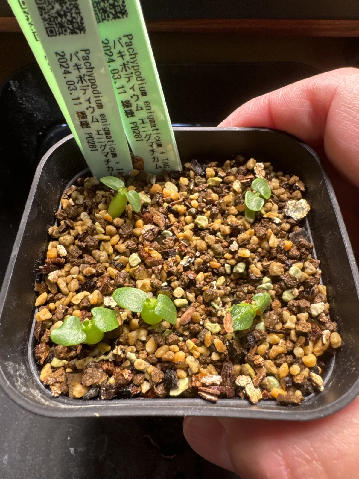 Pachypodium enigmaticum (パキポディウム エニグマチカム)
