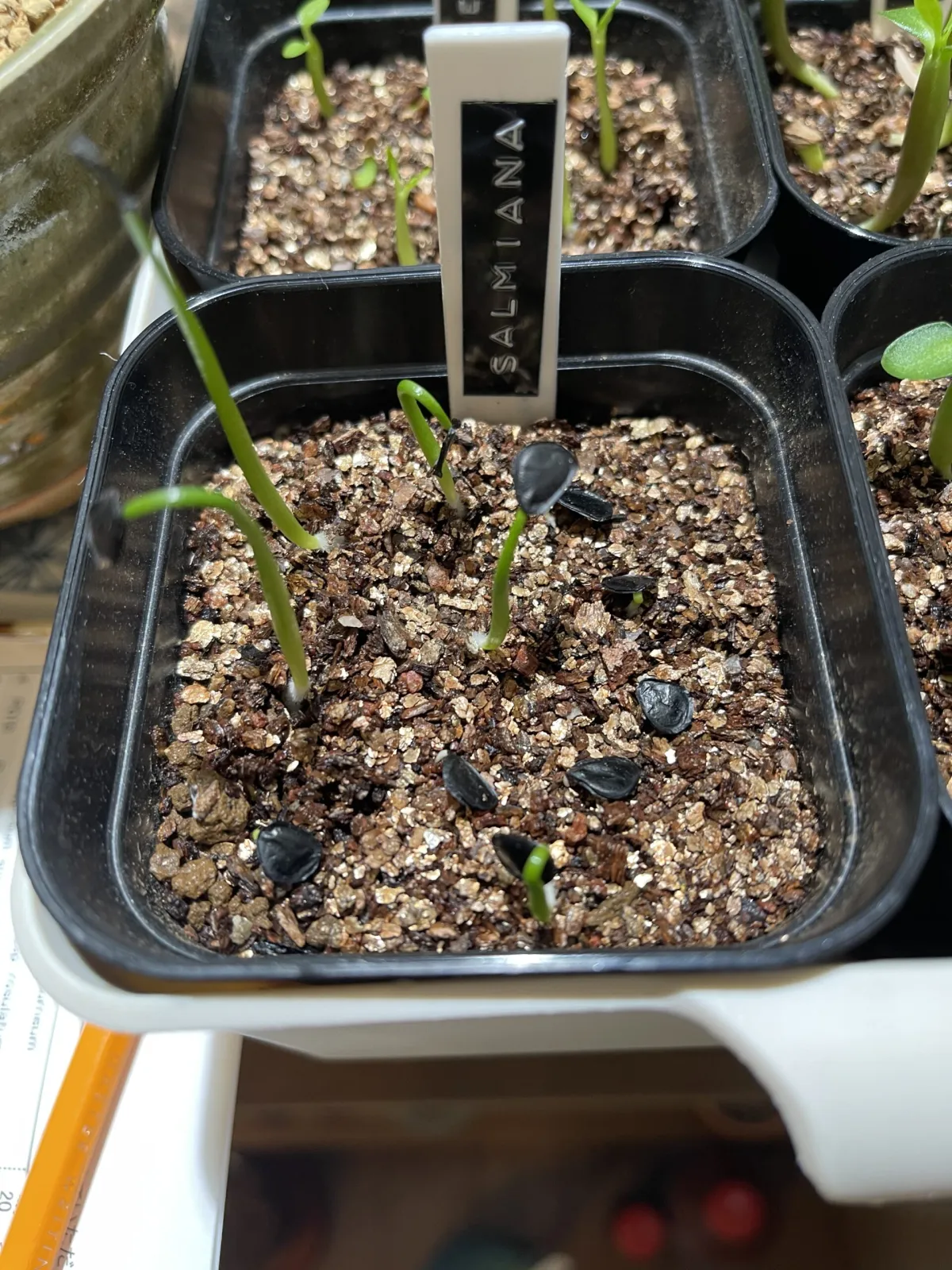 Agave salmiana ssp. salmiana (アガベ サルミアナ)