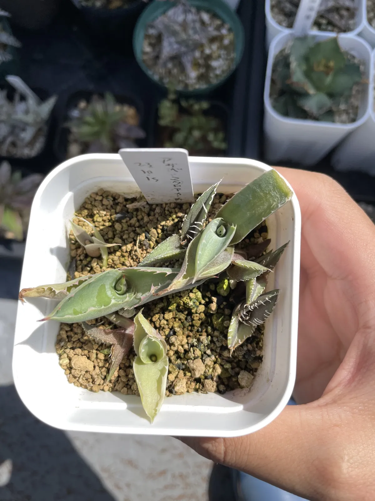 Agave macroacantha (アガベ マクロアカンサ)