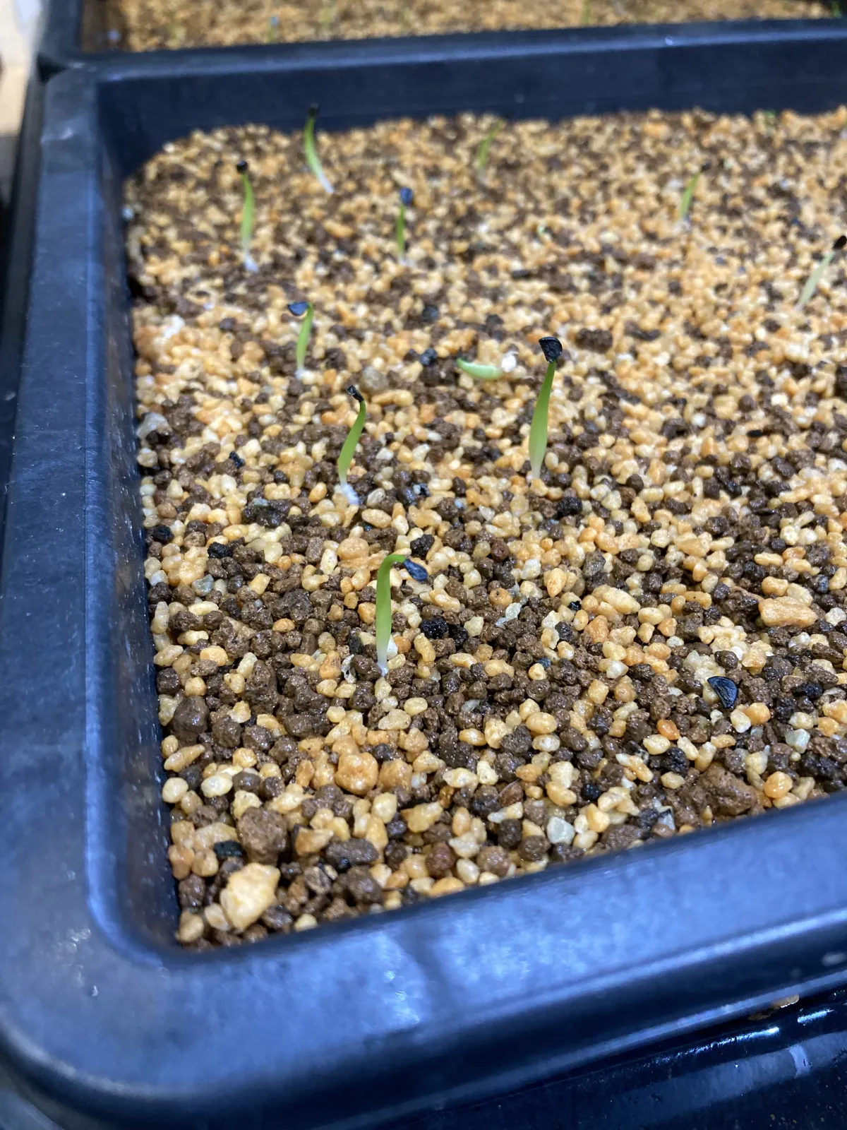 Agave oteroi Lot. (アガベ オテロイ)
