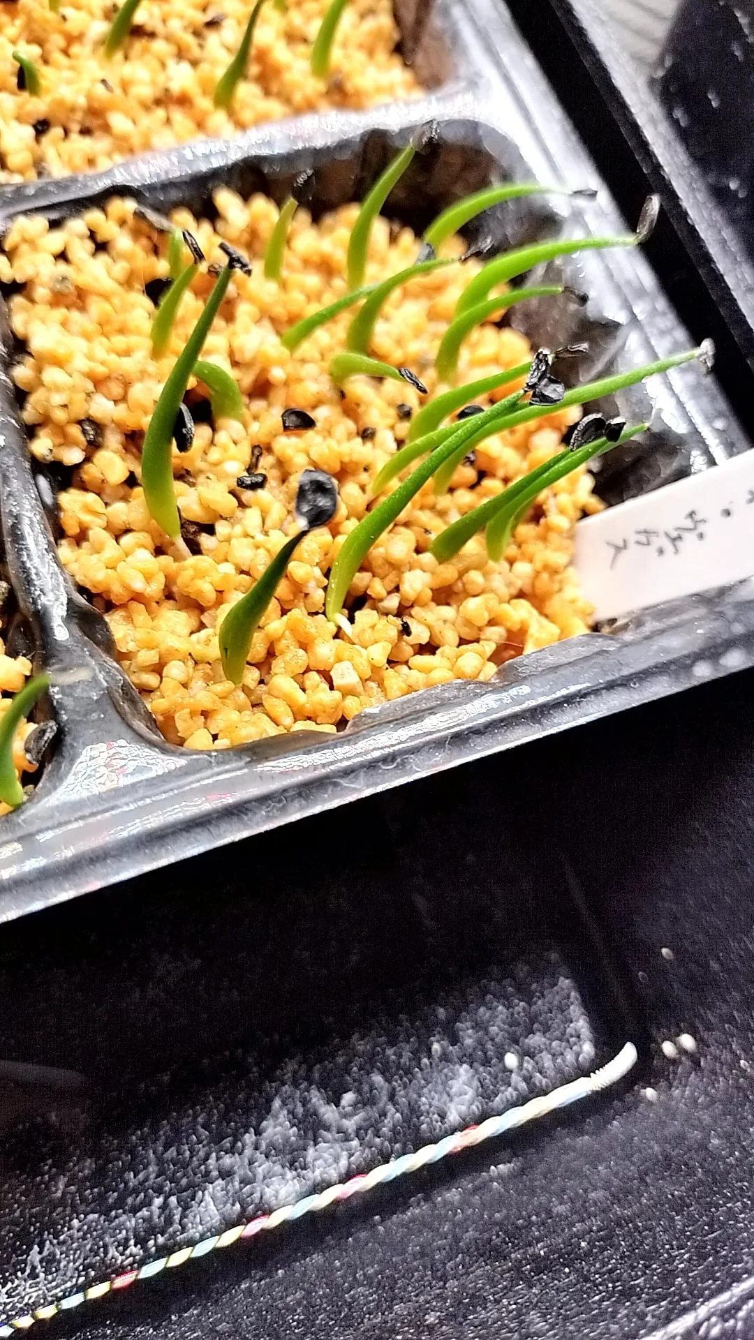 Agave utahensis var. eborispina (アガベ エボリスピナ ヴェガス 2023)