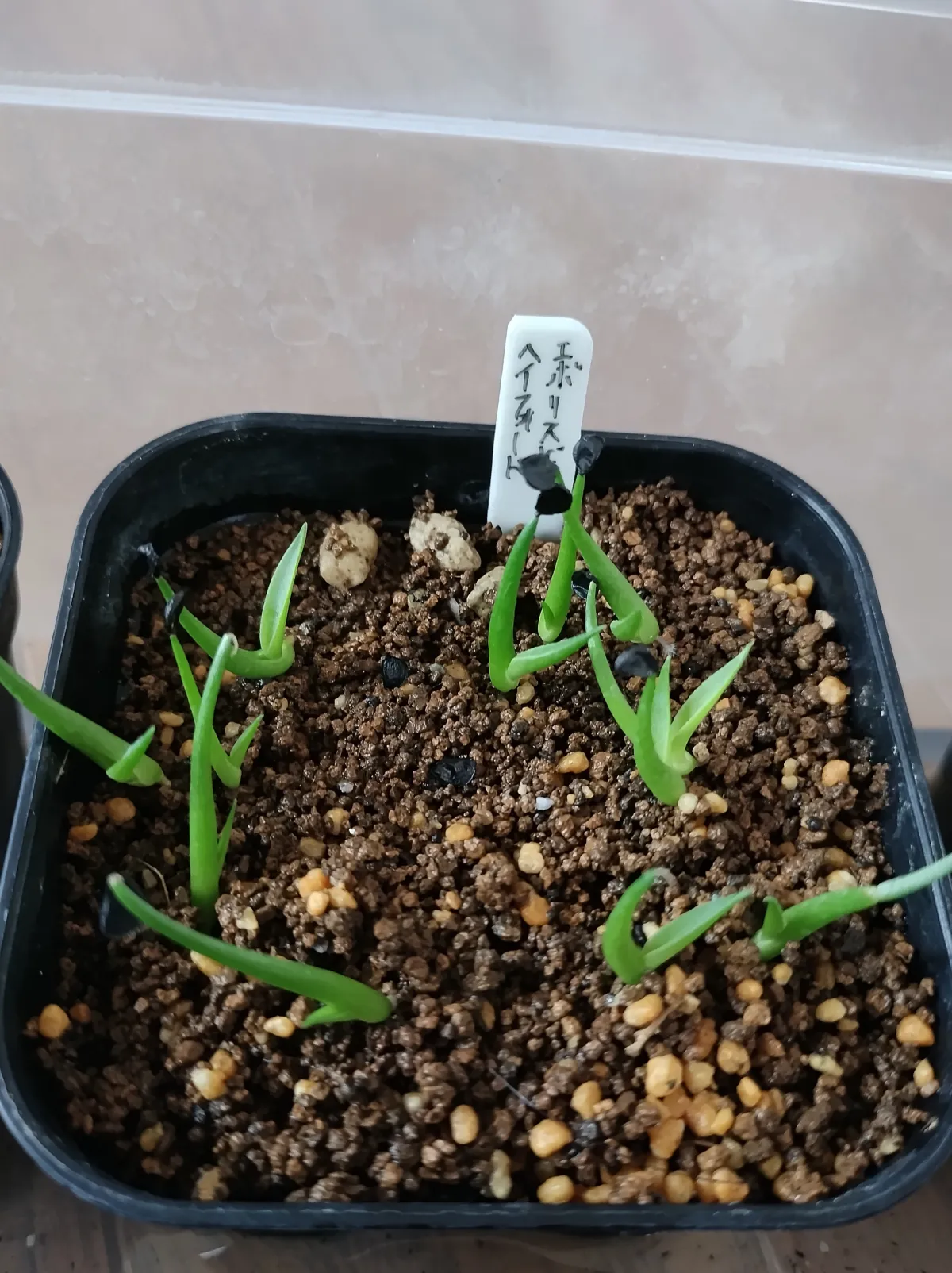 Agave utahensis var. eborispina (アガベ エボリスピナ ヘイフォード)