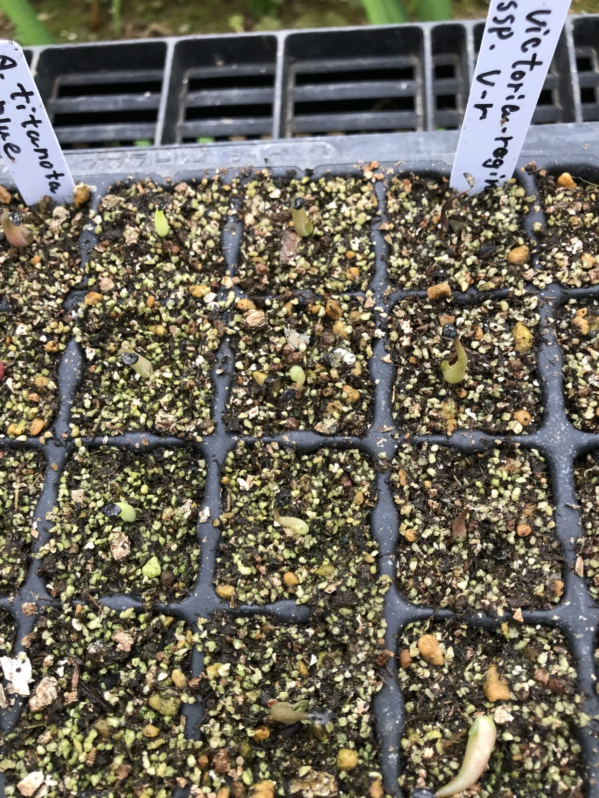 Agave victoriae-reginae ssp. victoriae-reginae (アガベ ビクトリアレジーナエ 笹の雪)