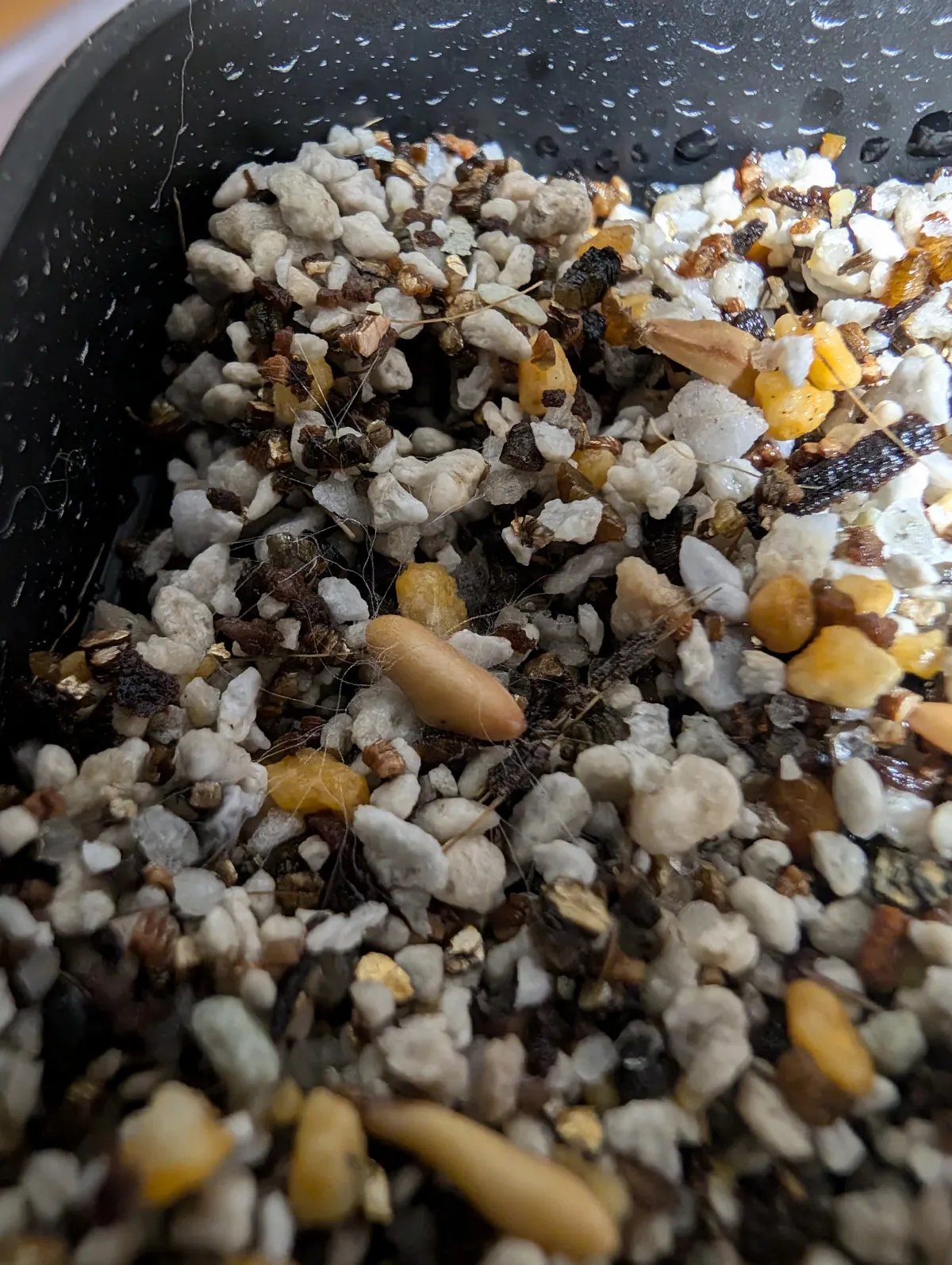 Pachypodium rosulatum var. gracilius ([無料種子] 発芽難 パキポディウム グラキリス　)