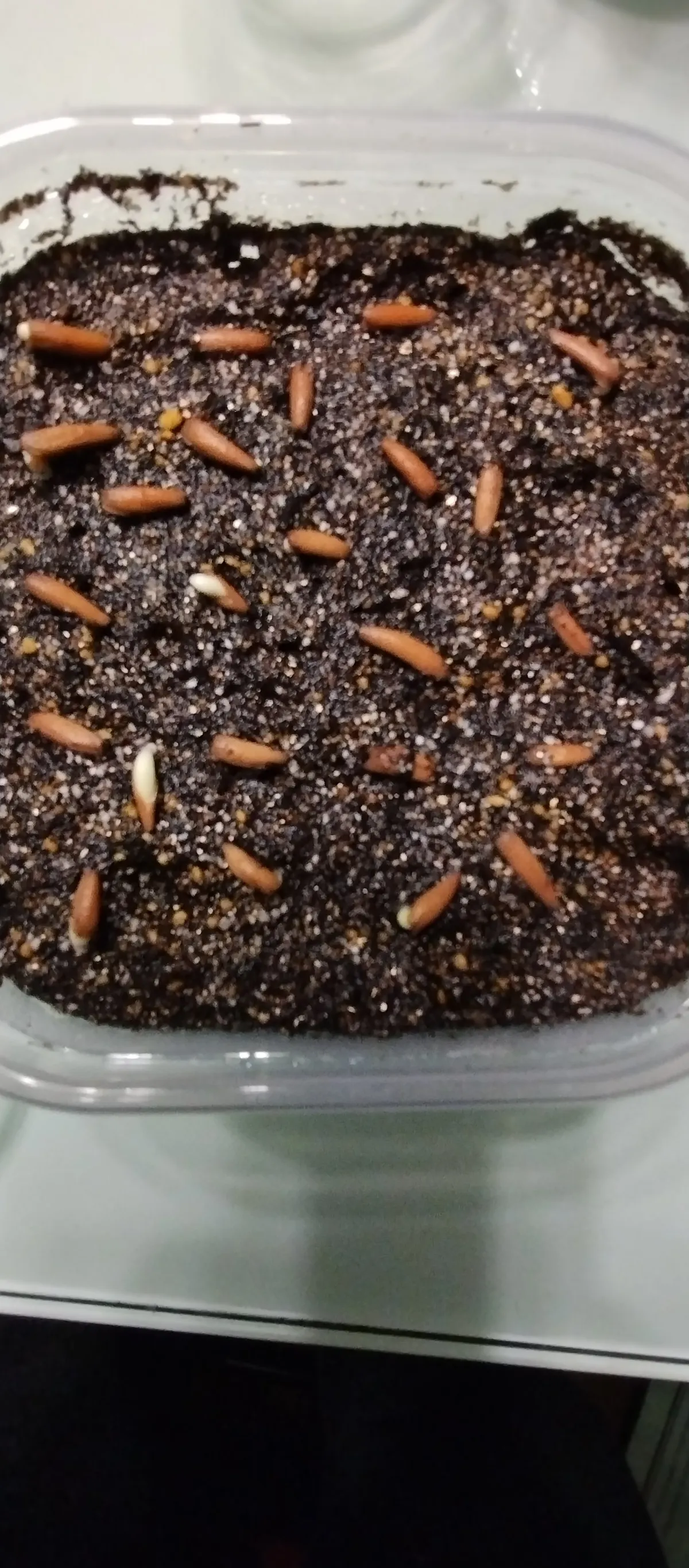 Adenium arabicum Black stem (アデニウム アラビカム ブラックステム)