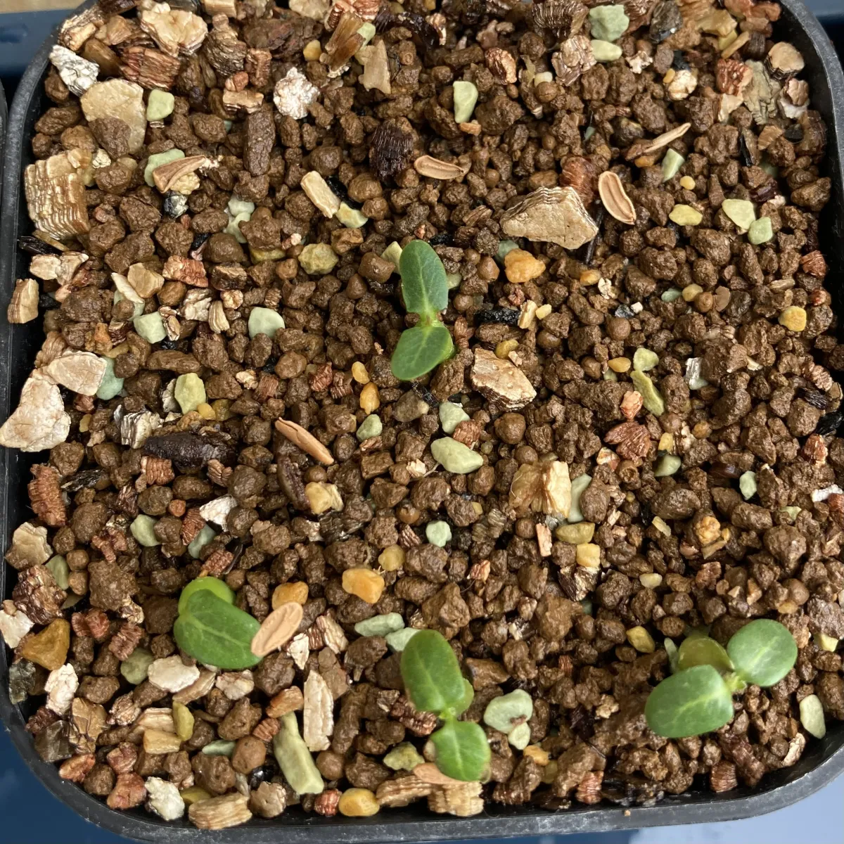 Pachypodium rosulatum var. eburneum (パキポディウム エブレネウム)