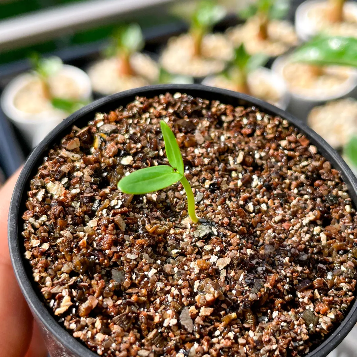 Senna meridionalis (センナ メリディオナリス)