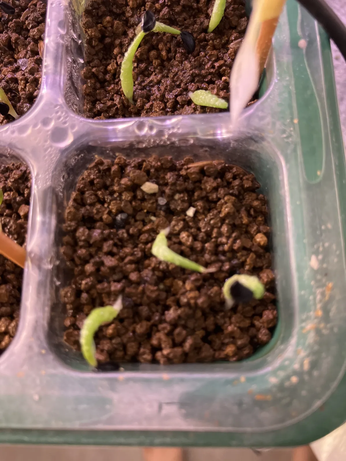 Agave titanota Blue Lot. (アガベ チタノタブルー)