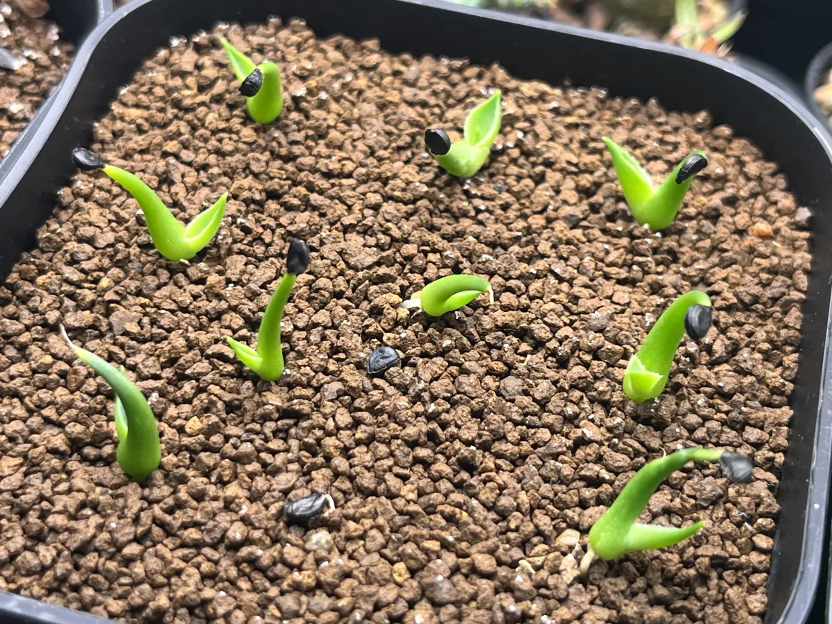 Agave utahensis var. eborispina Corkscrew (アガベ ユタエンシスコークスクリュー)