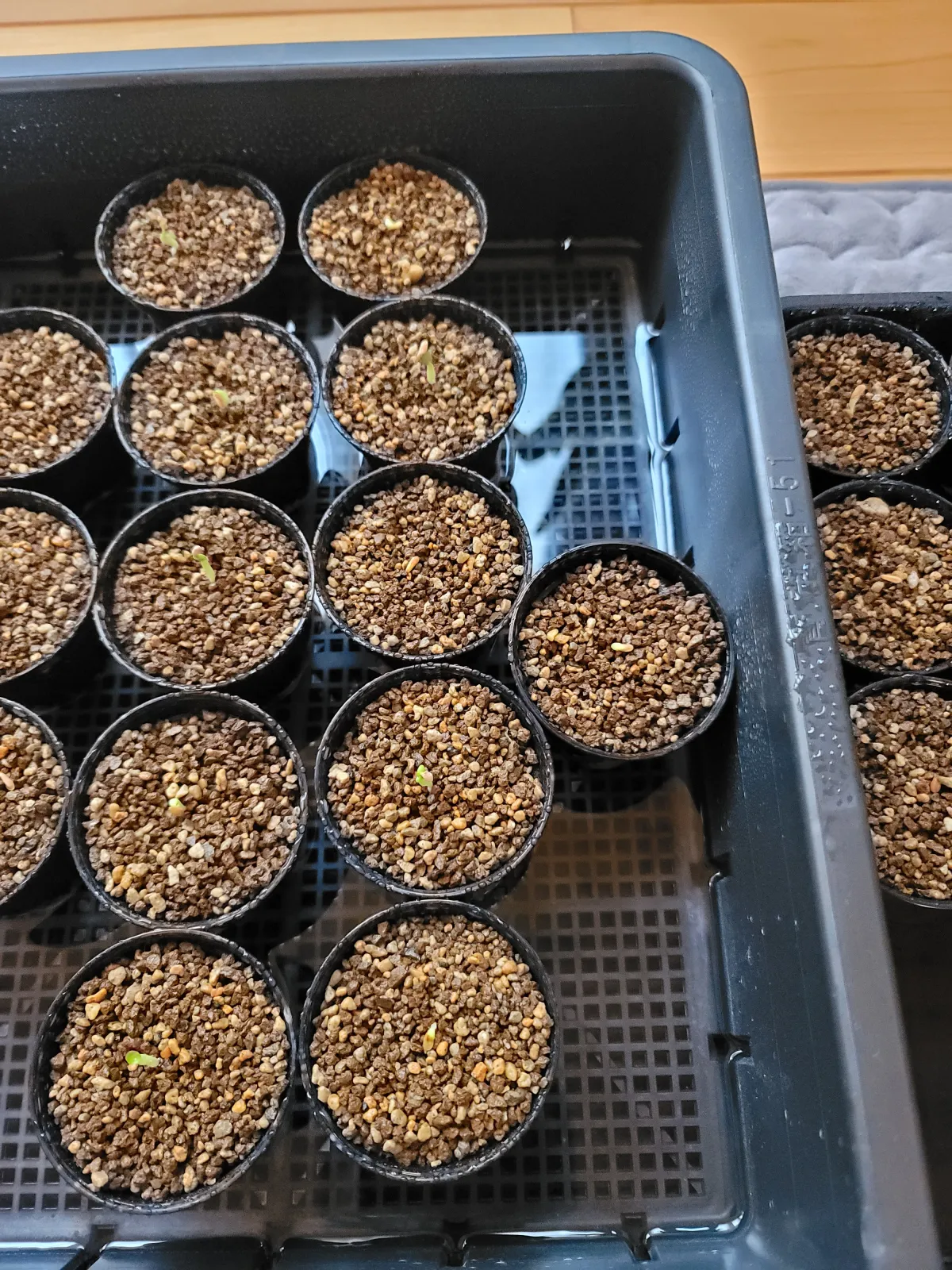 Pachypodium brevicaule subsp. leucoxanthum (パキポディウム レウコキサンツム)