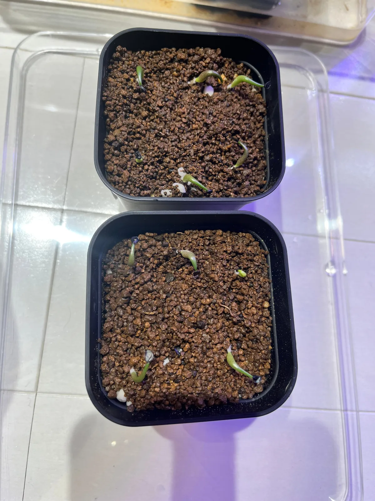 Agave titanota Blue Lot. (アガベ チタノタブルー)