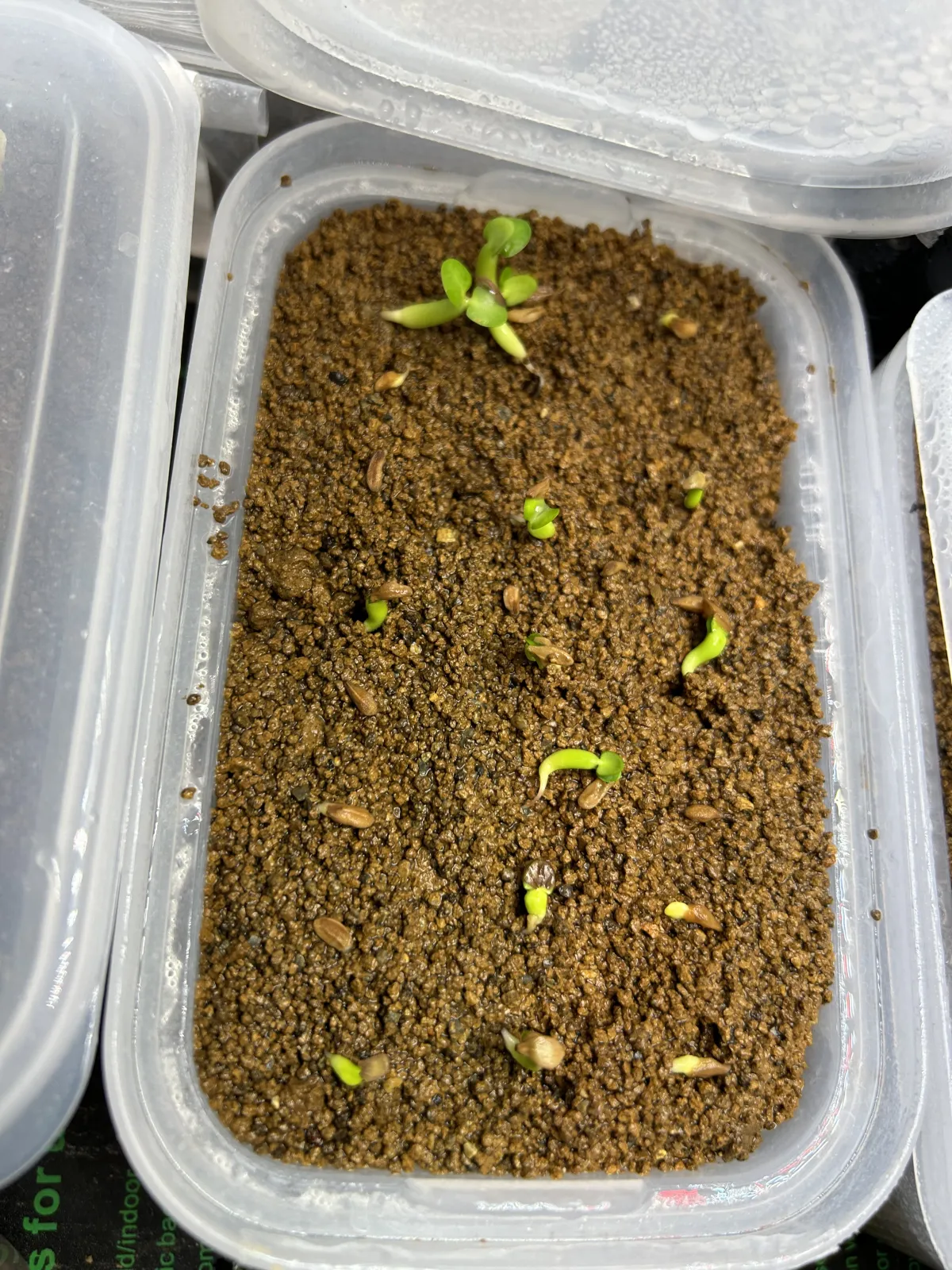 Pachypodium rosulatum ssp. cactipes (パキポディウム カクチペス)