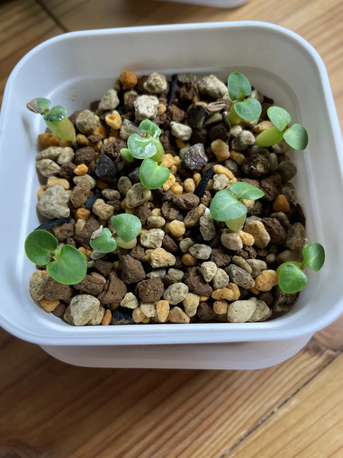 Pachypodium succulentum (パキポディウム サキュレンタム)