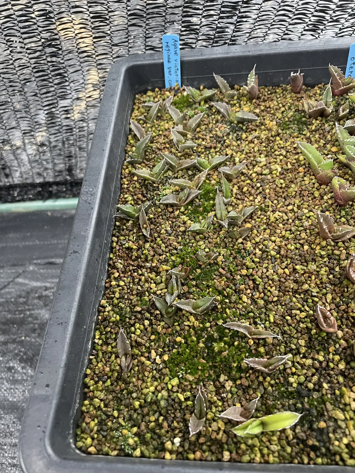 Agave victoriae-reginae var. compact (アガベ ビクトリアレジーナコンパクト)