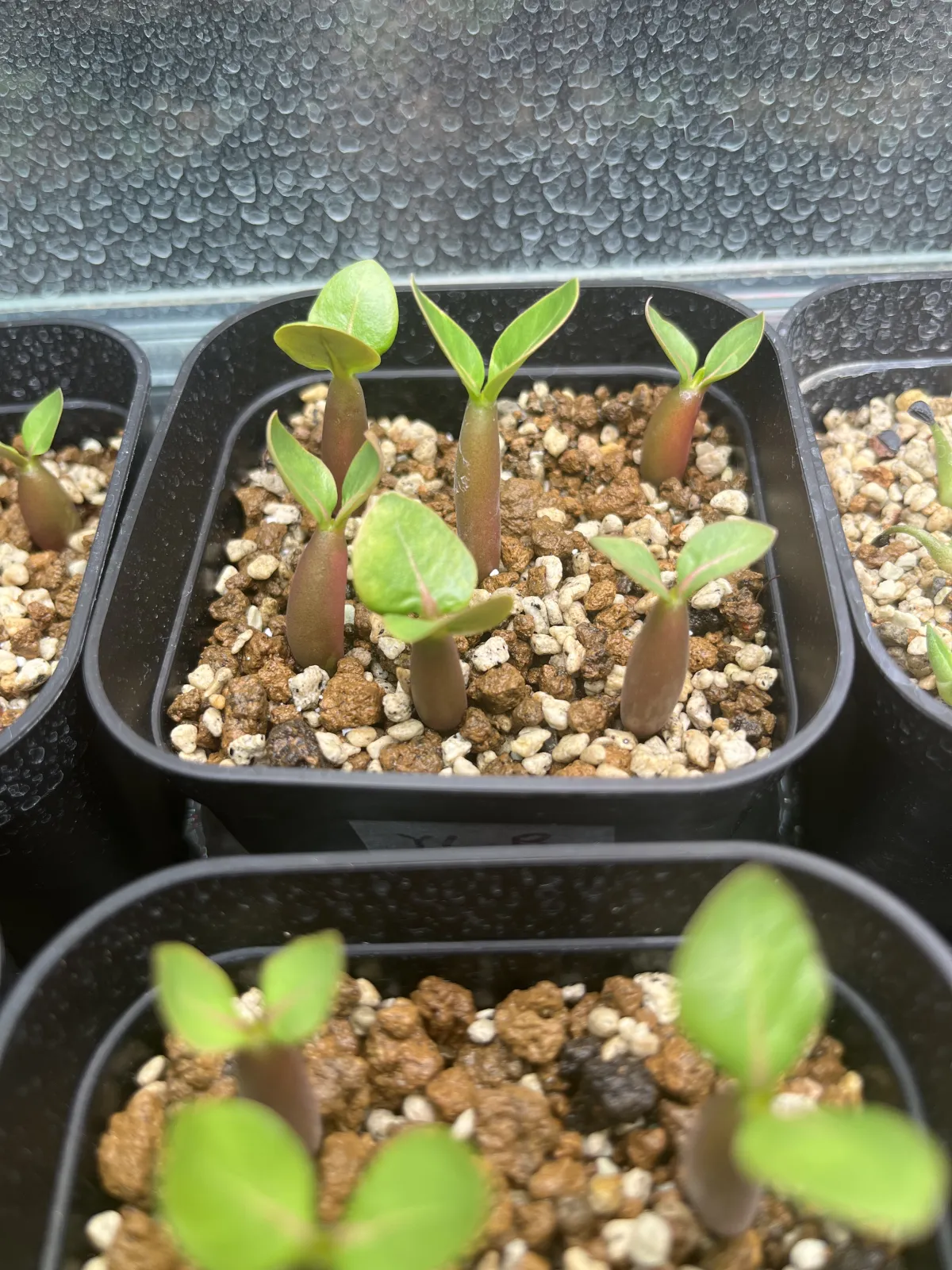 YLB Adenium arabicum Yak Lop Buri (アデニウム アラビカム)