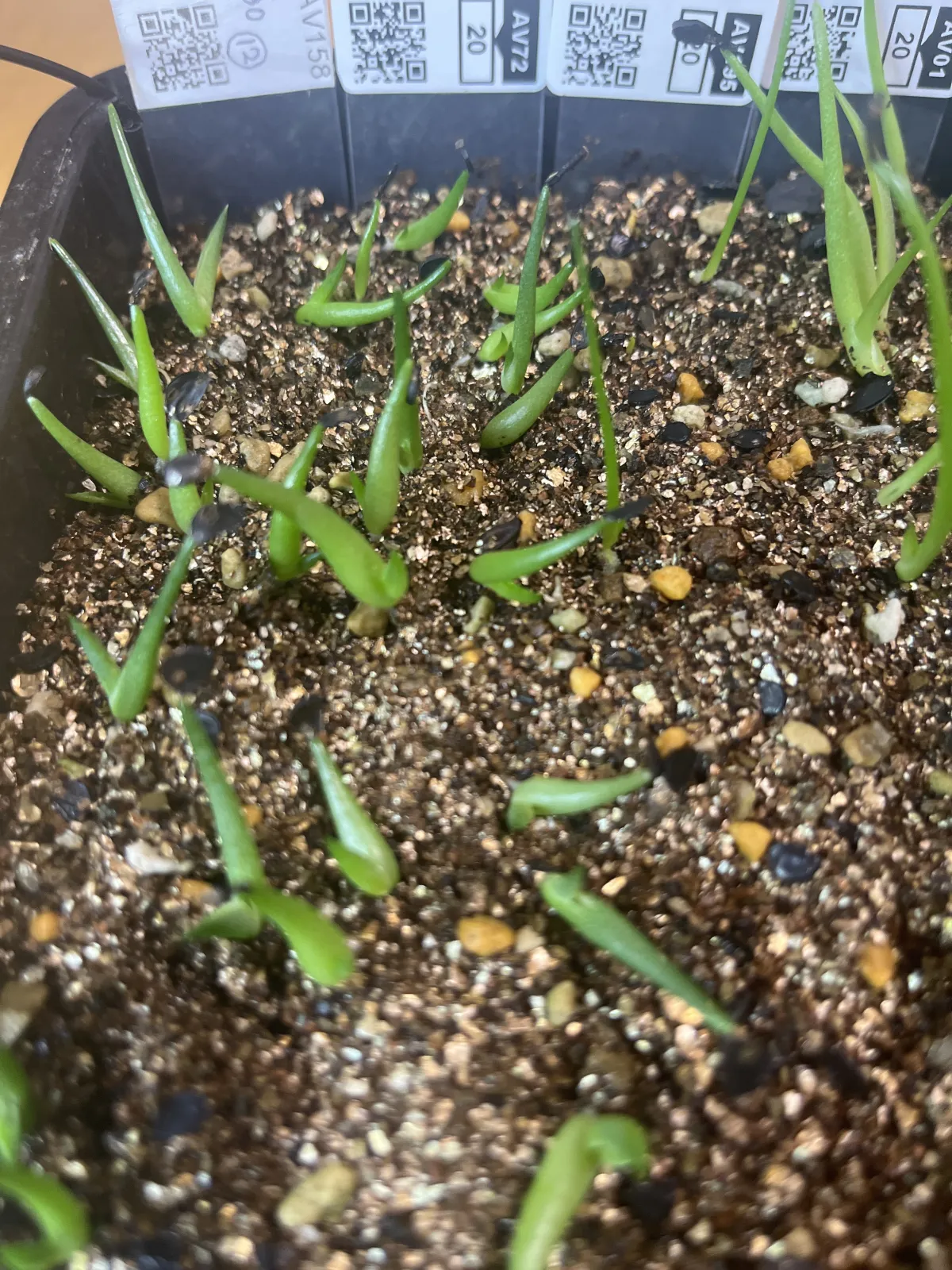 Agave victoriae-reginae ssp. victoriae-reginae (アガベ ビクトリアレジーナエ 笹の雪)