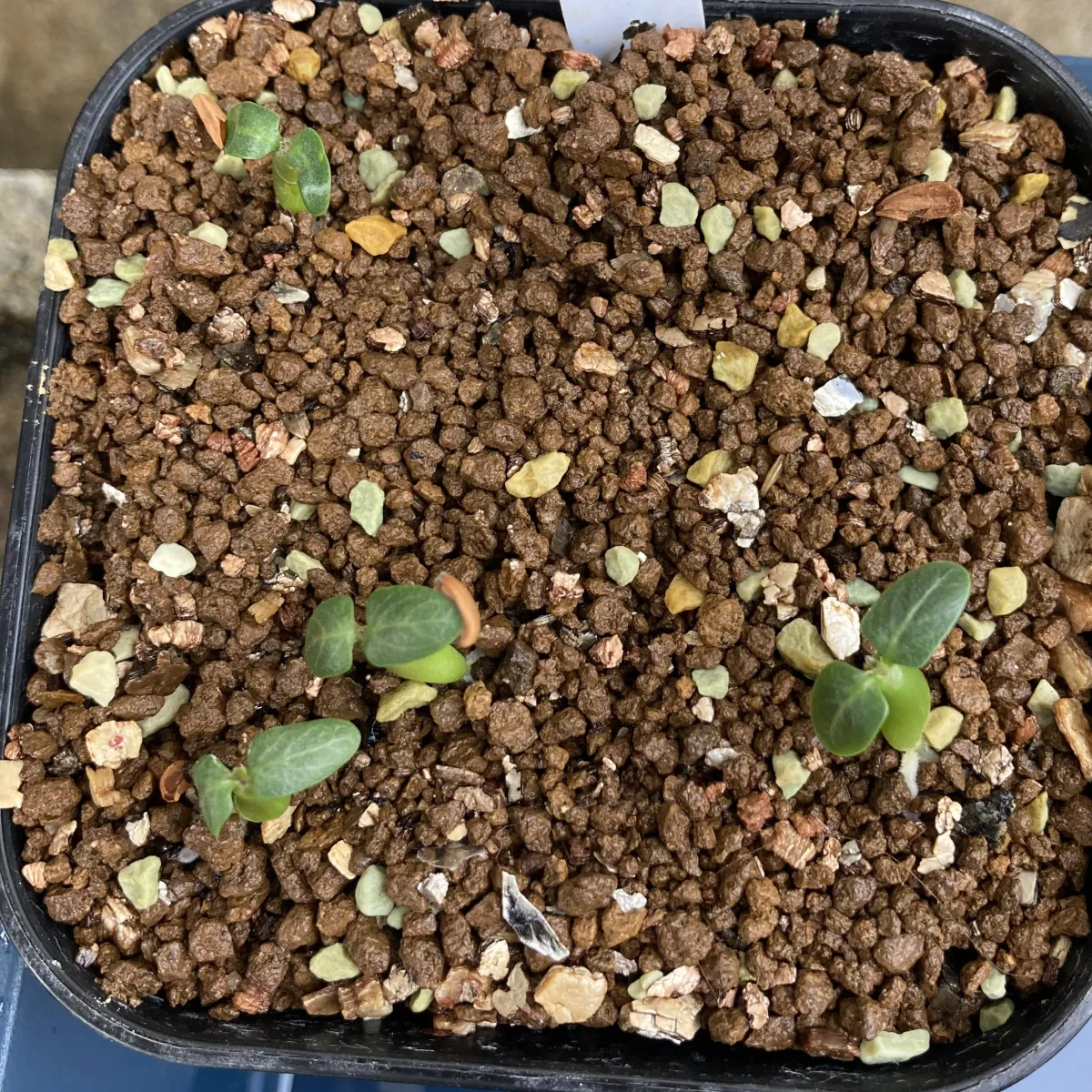 Pachypodium rosulatum var. inopinatum (パキポディウム イノピナツム)