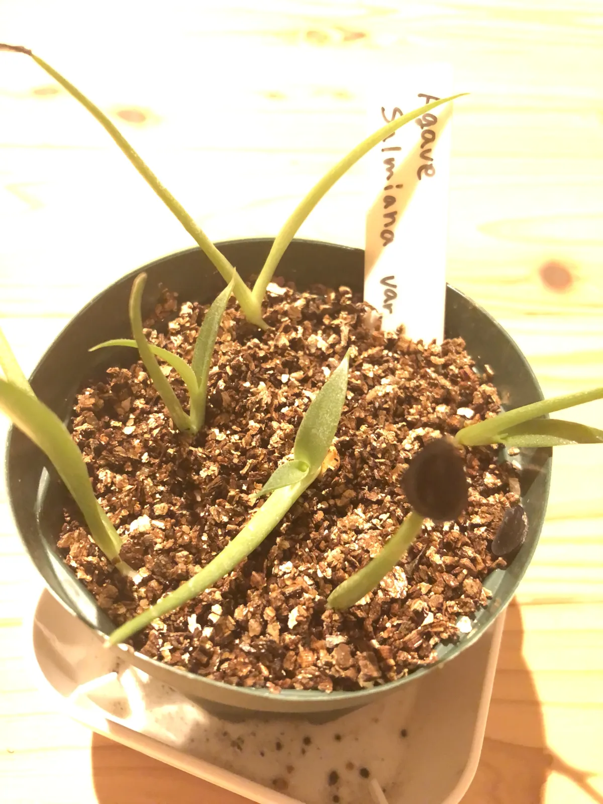 Agave salmiana var. ferox (アガベ フェロックス)