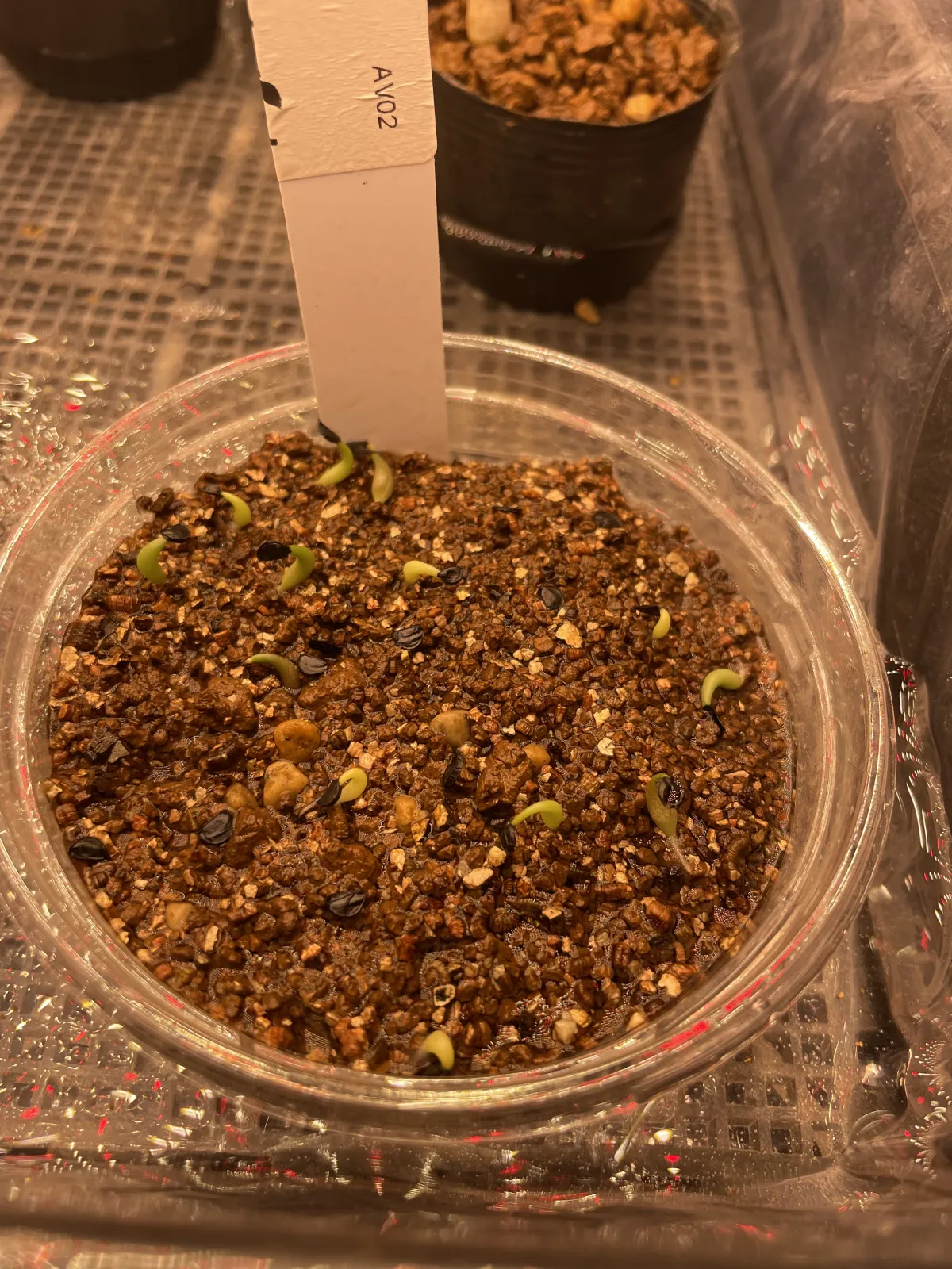 Agave titanota Blue Lot. (アガベ チタノタブルー)