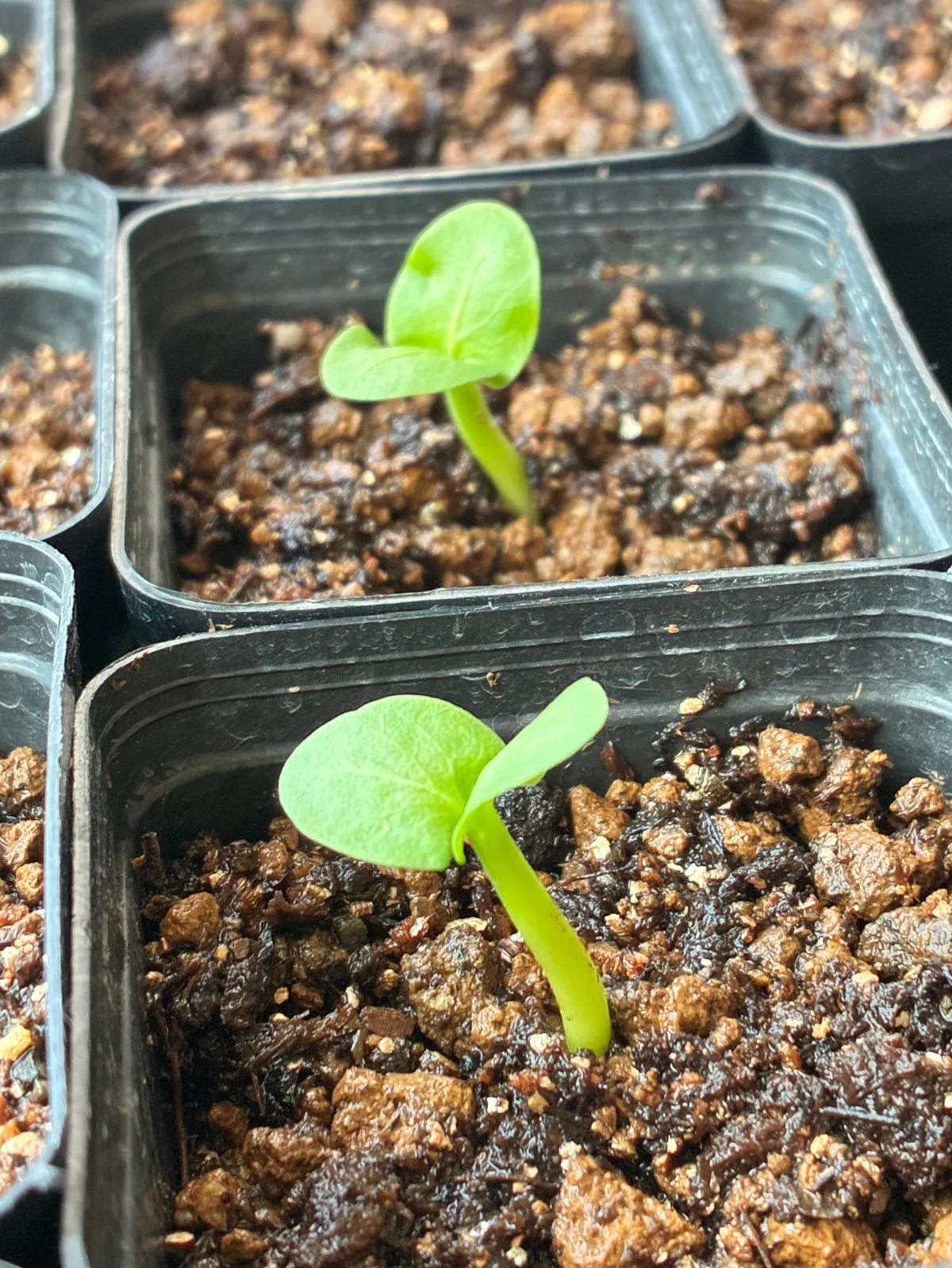 Pachypodium saundersii ([発芽チャレンジ 終了しました] パキポディウム サンデルシー 白馬城)