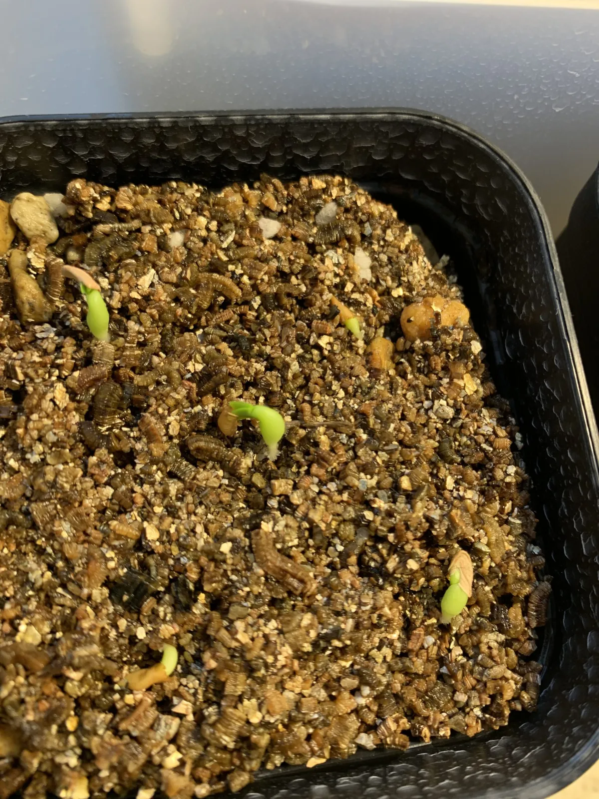 Pachypodium brevicaule subsp. leucoxanthum (パキポディウム レウコキサンツム)