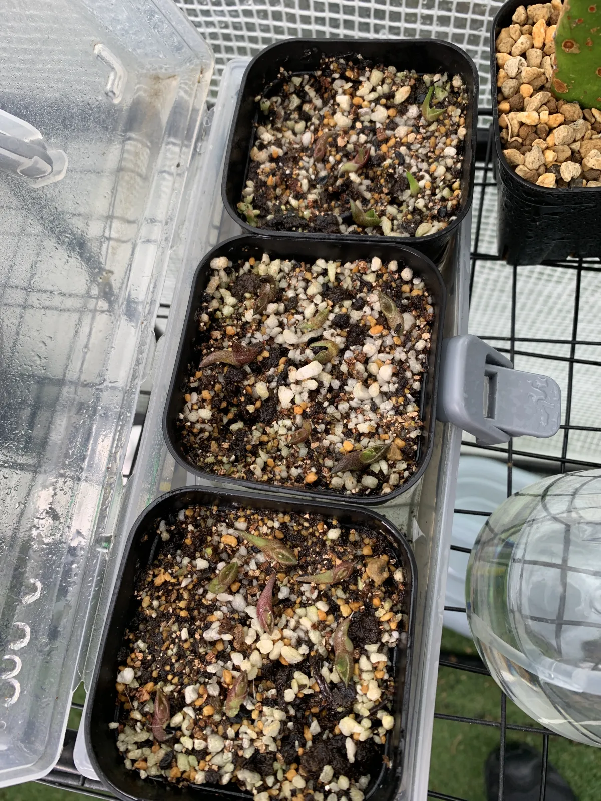Agave oteroi Lot. (アガベ オテロイ)
