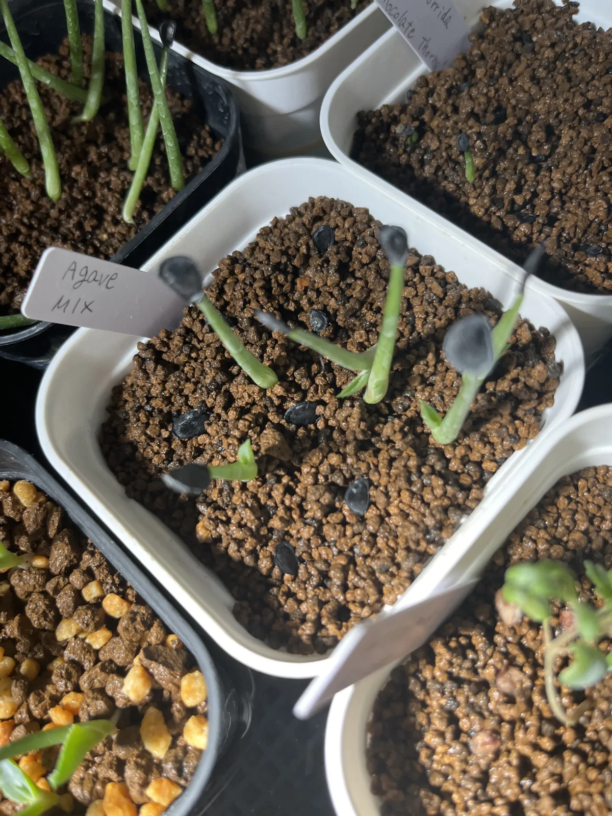 Agave Mix (アガベ ミックス)