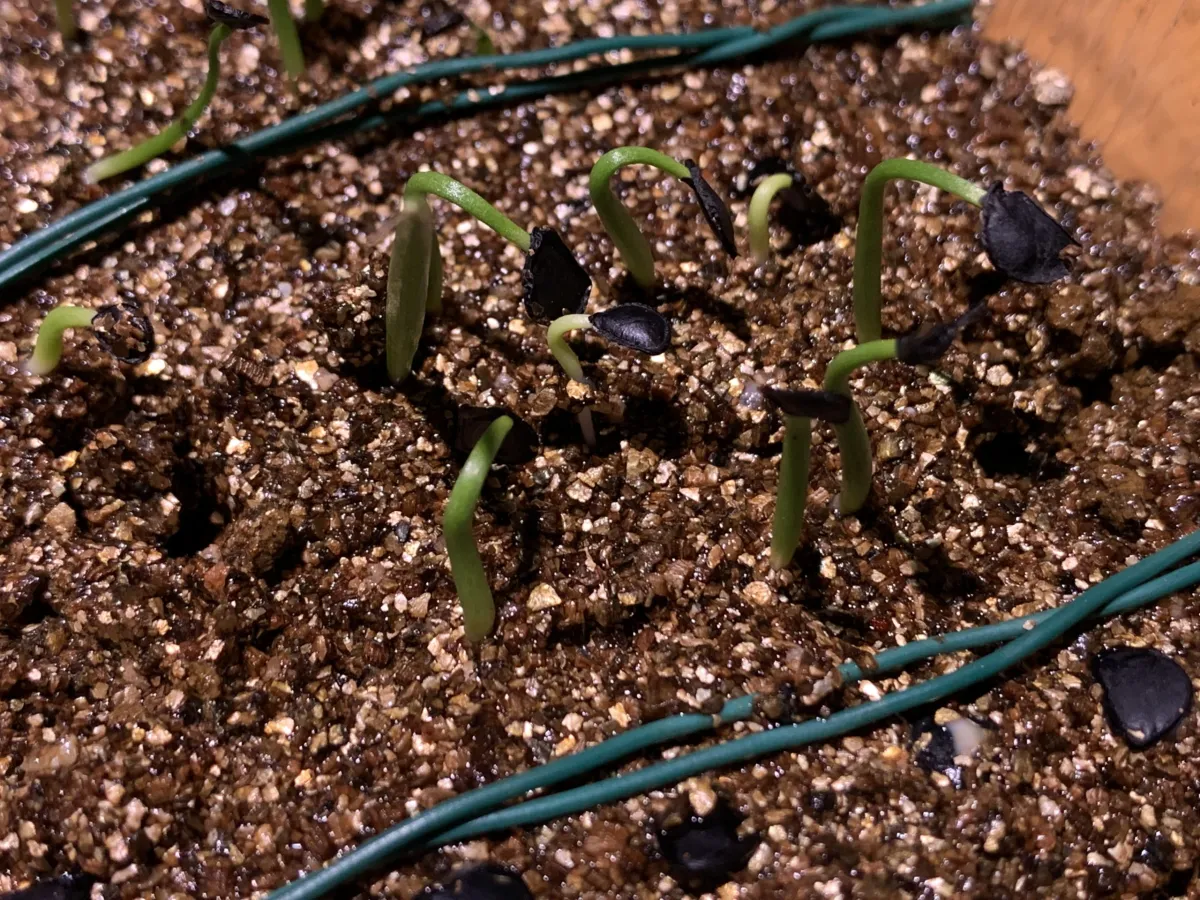 Agave parryi ssp. neomexicana (アガベ ネオメキシカーナ)