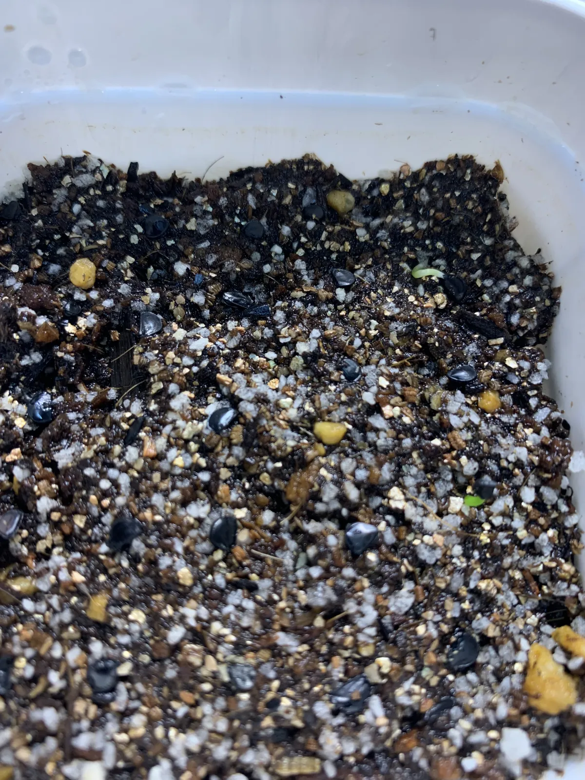 Agave ghiesbreghtii (アガベ パルプソーラム)