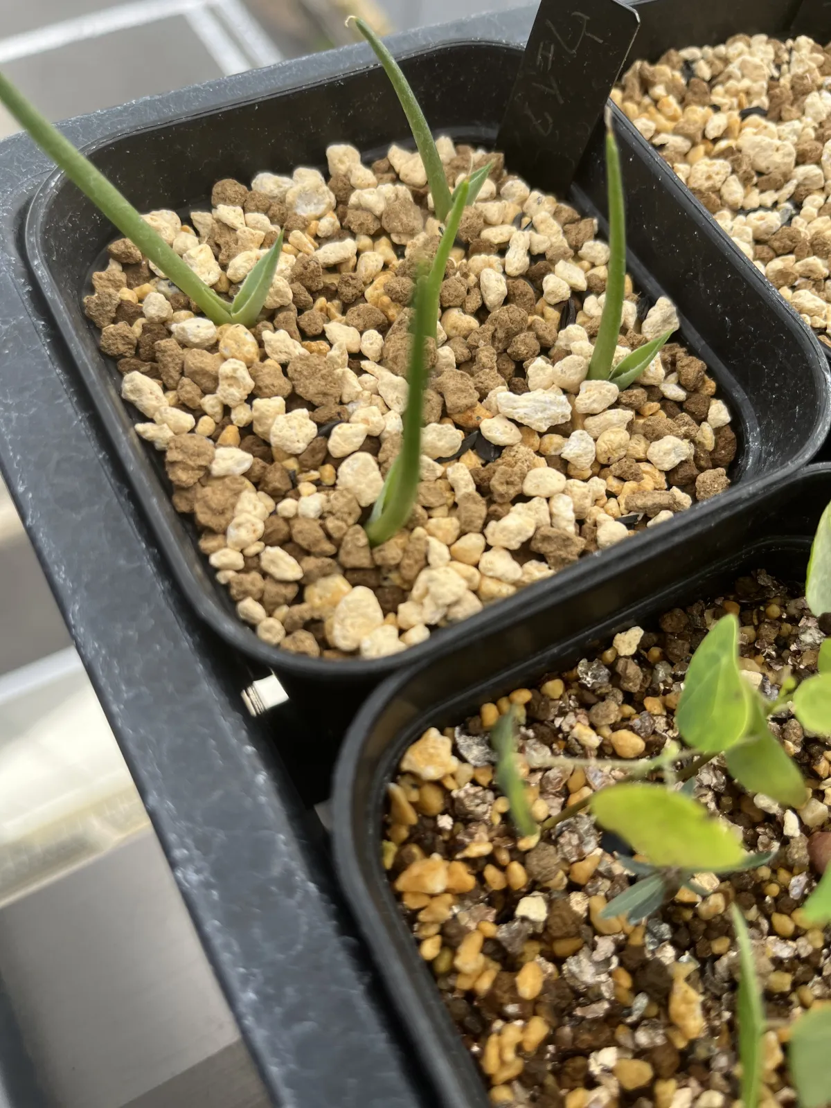Agave parryi huachucensis Wakefield (アガベ パリー ウェイクフィールド)