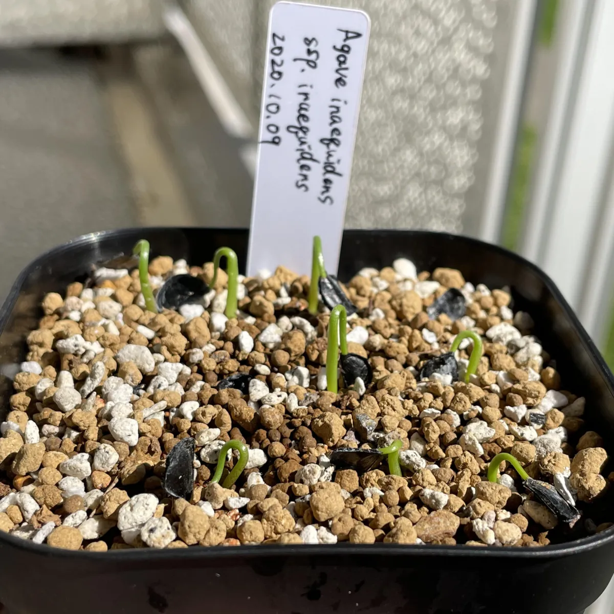 Agave inaequidens ssp. inaequidens (アガベ インアクイデンス)