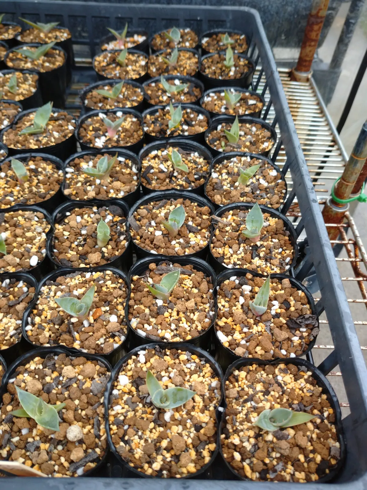 Agave parryi ssp. parryi (アガベ パリー)