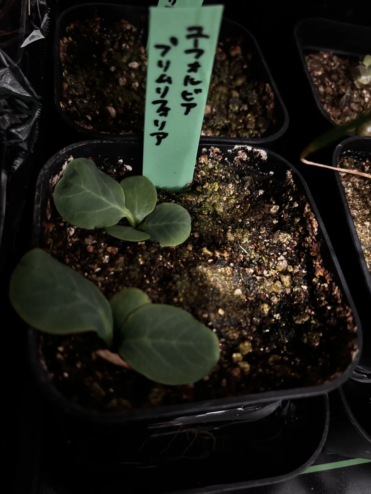 Euphorbia primulifolia (ユーフォルビア プリムリフォリア)