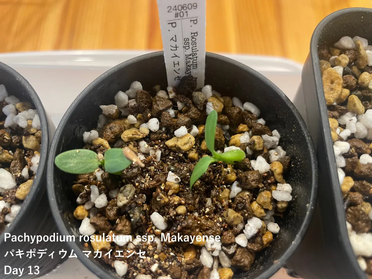 Pachypodium rosulatum ssp. makayense (パキポディウム マカイエンセ)