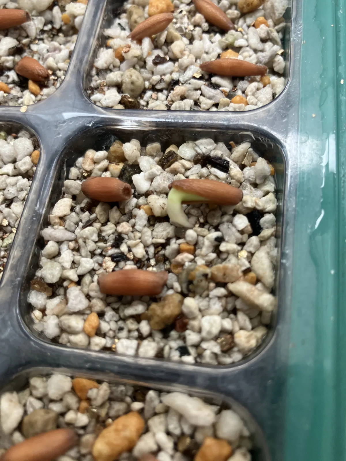 YSB Adenium arabicum Yak Sing Buri (アデニウム アラビカム)