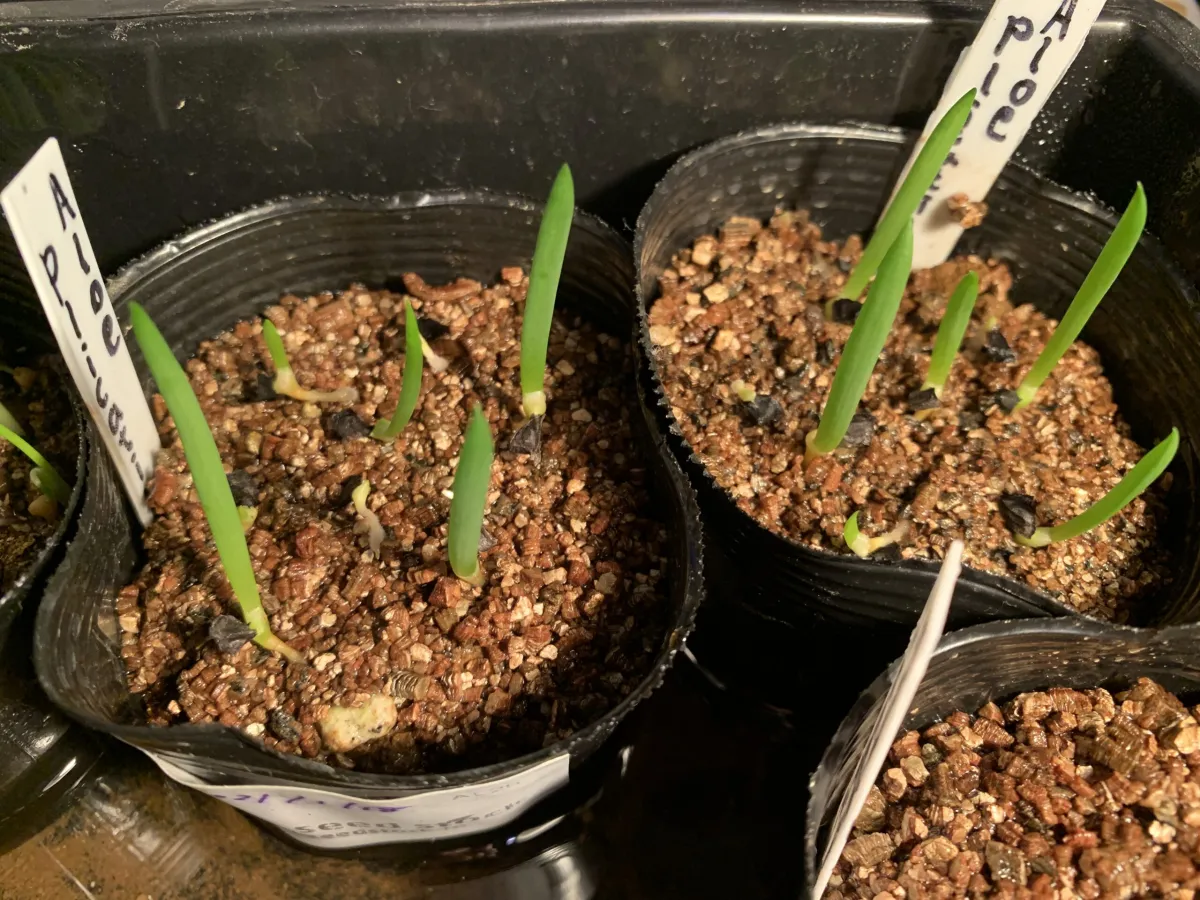 Aloe plicatilis (アロエ プリカティリス)