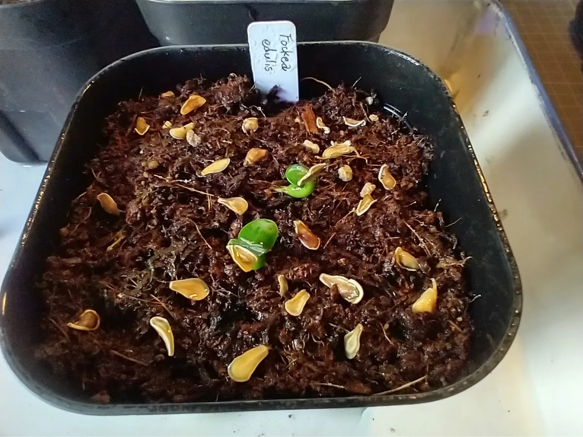Fockea edulis (フォッケア 火星人)