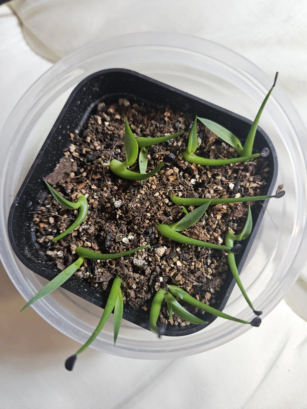 Agave utahensis ssp. utahensis Compacta (アガベ ユタエンシスコンパクタ)