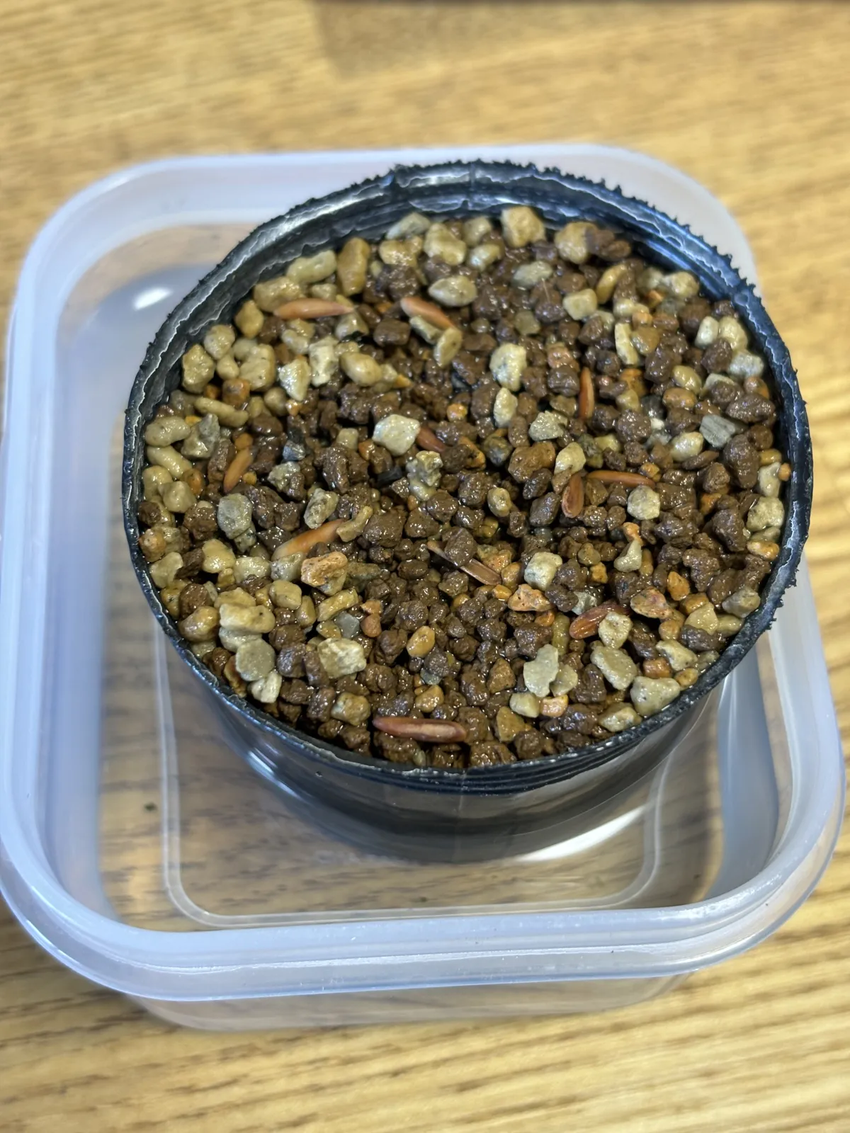 Pachypodium rosulatum var. gracilius ([無料種子] 発芽難 パキポディウム グラキリス　)